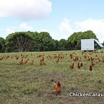 Chicken Caravan 130