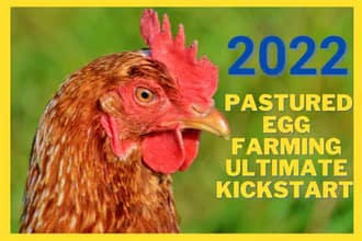 Getting started with 60 Laying Hens